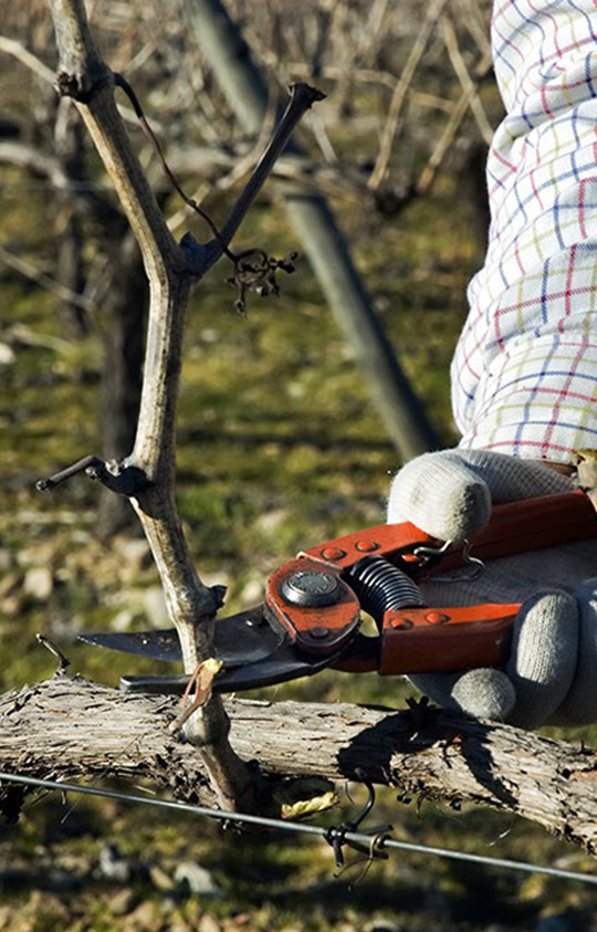 Pruning & Triming