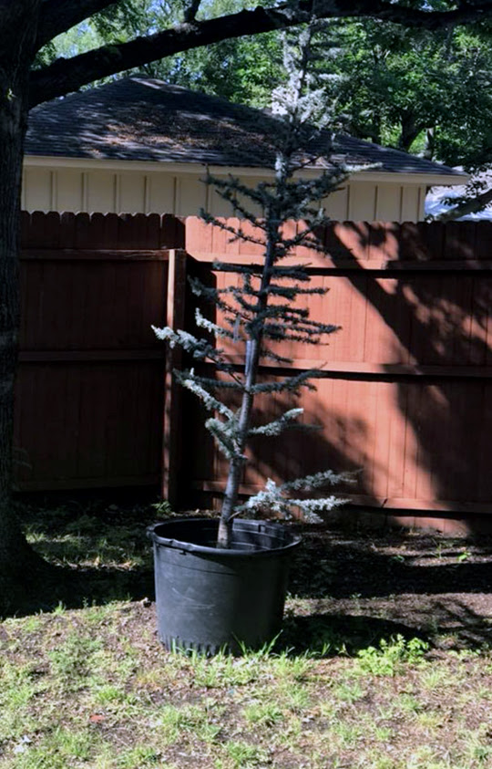 Tree Planting