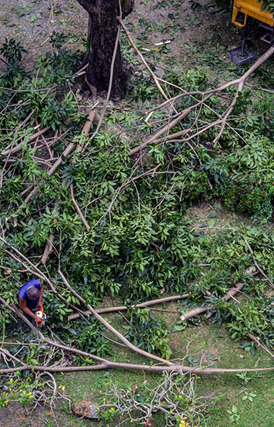 Tree Removal